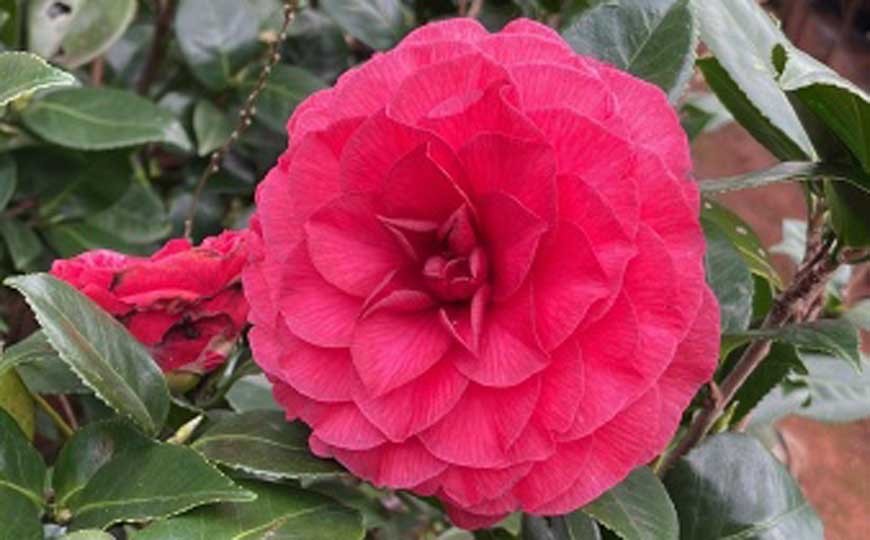 山茶花