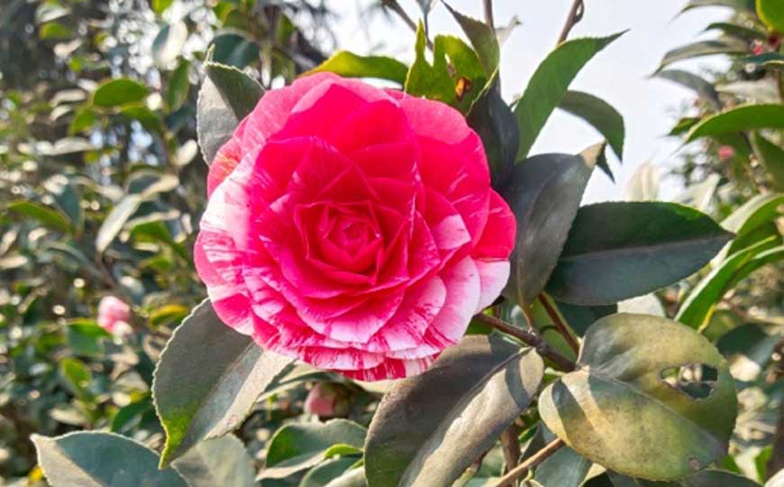 山茶花的花语及象征寓意