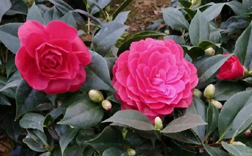 山茶花