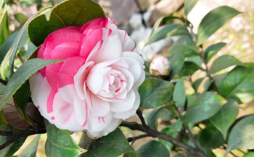 山茶花