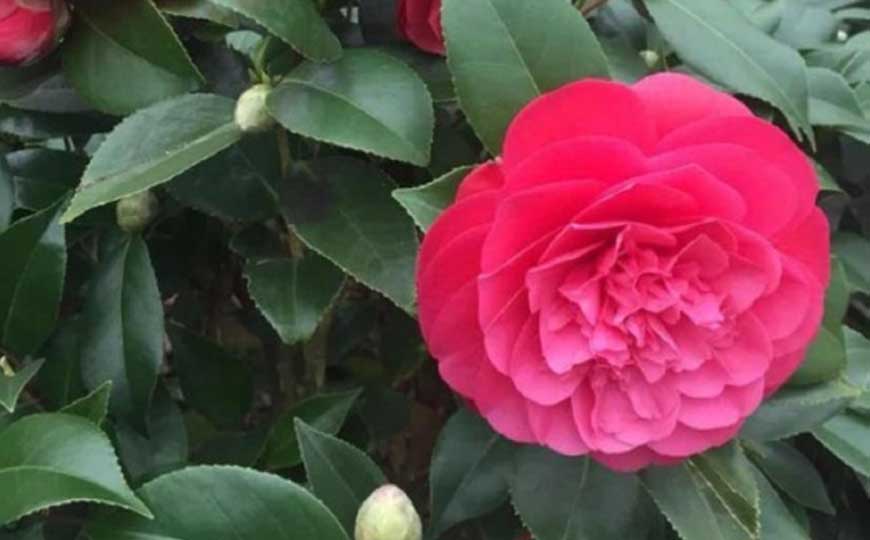 山茶花