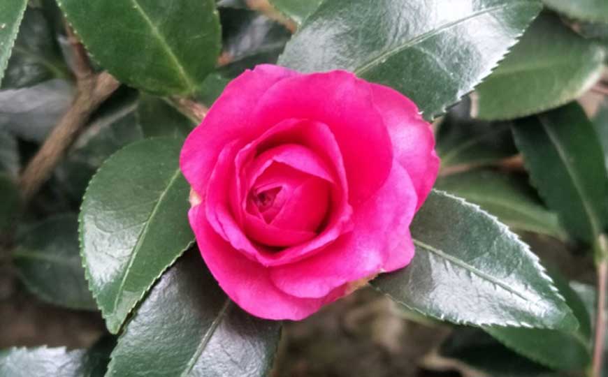 山茶花是什么颜色？