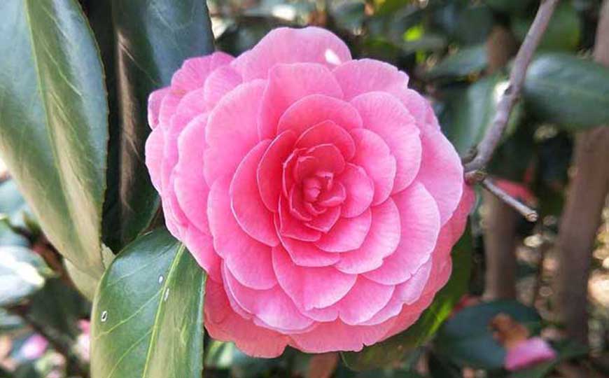 山茶花