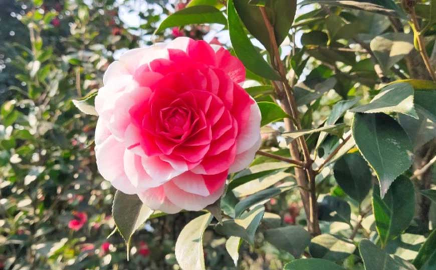 山茶花