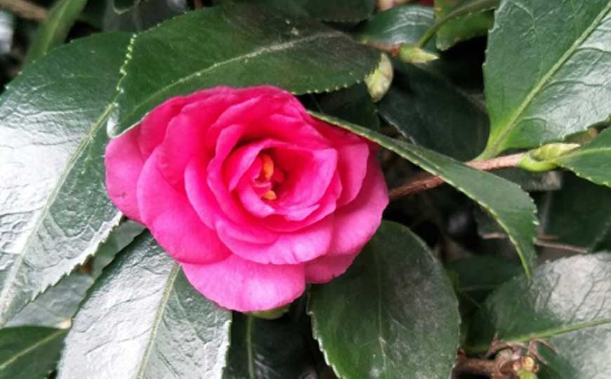 山茶花的产地在哪里？