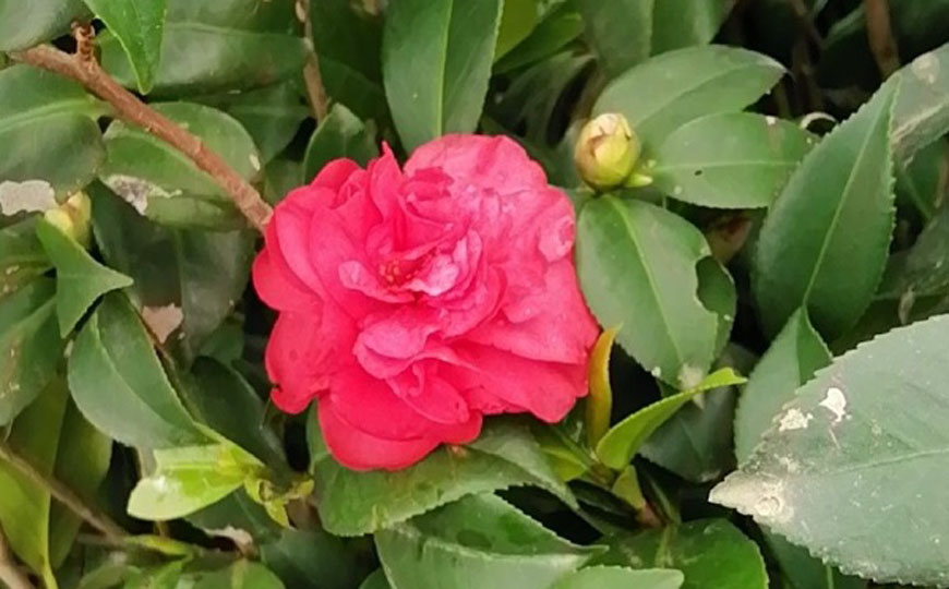 山茶花