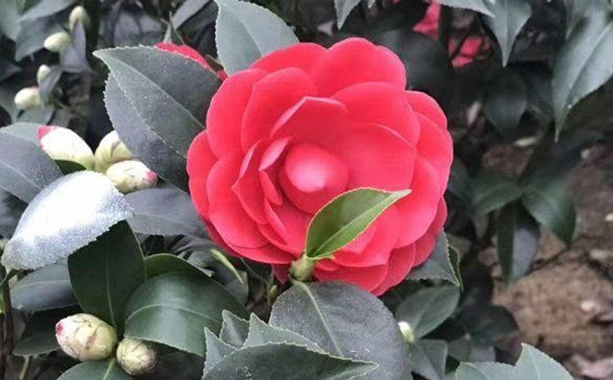 山茶花
