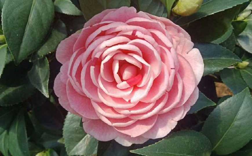 赤丹茶花
