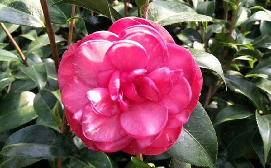 赤丹茶花