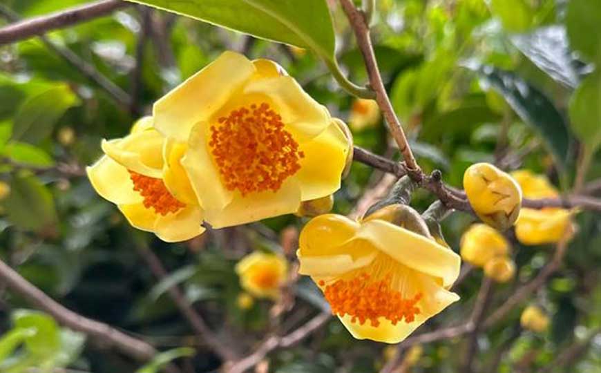 金茶花