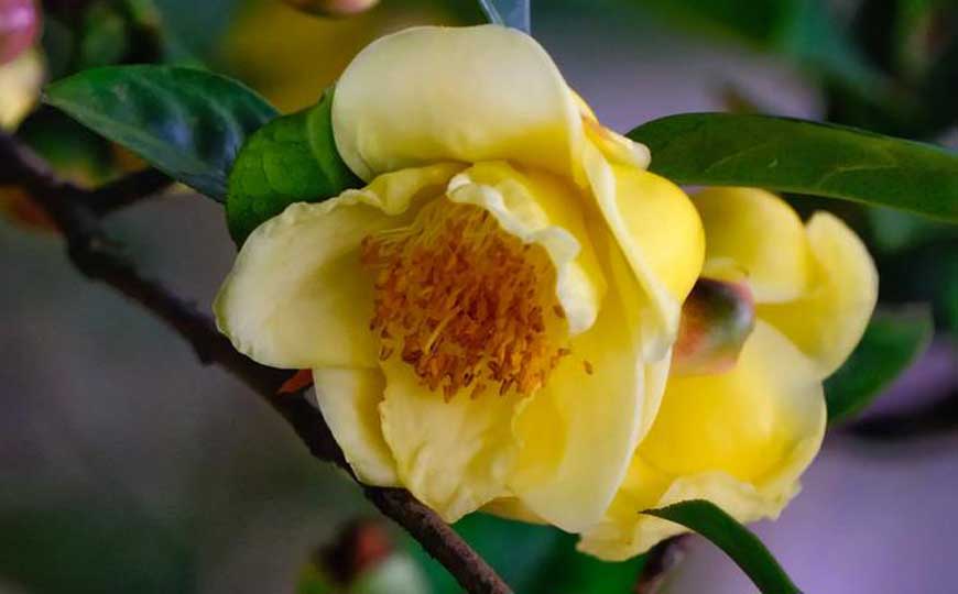 金茶花