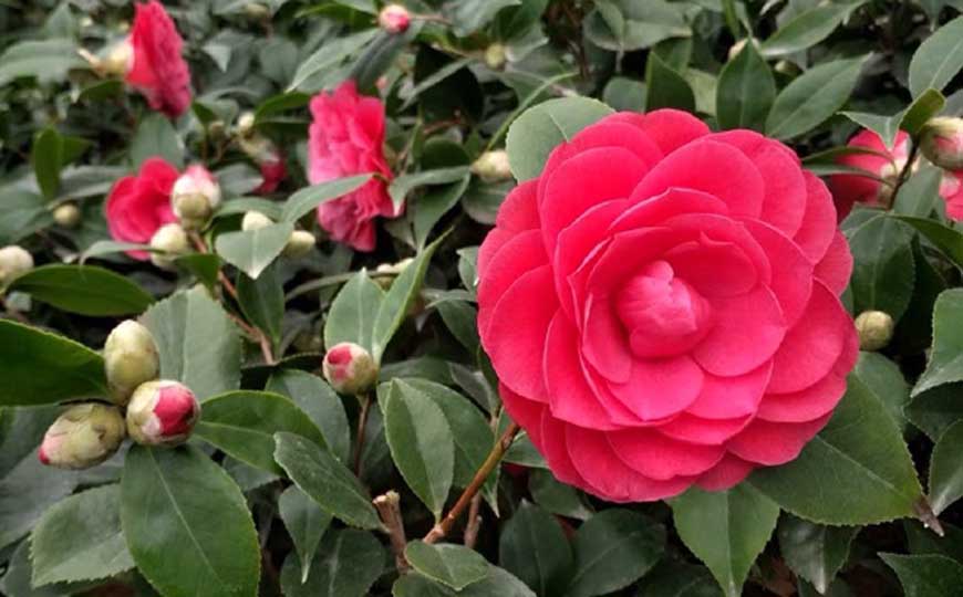 茶花