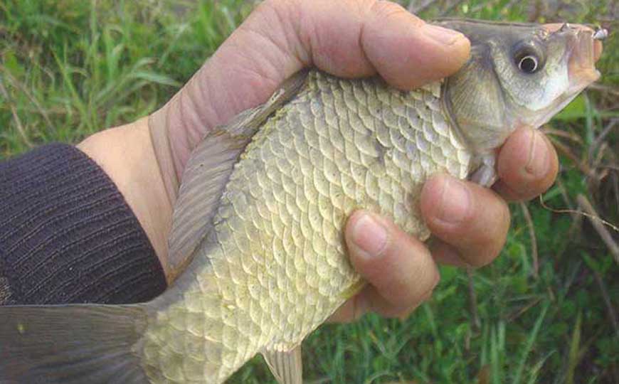 鲫鱼