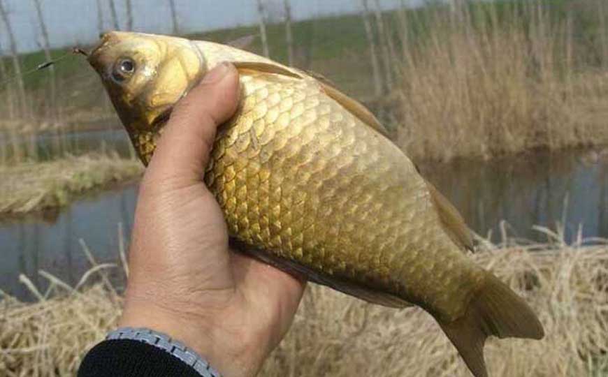 鲫鱼