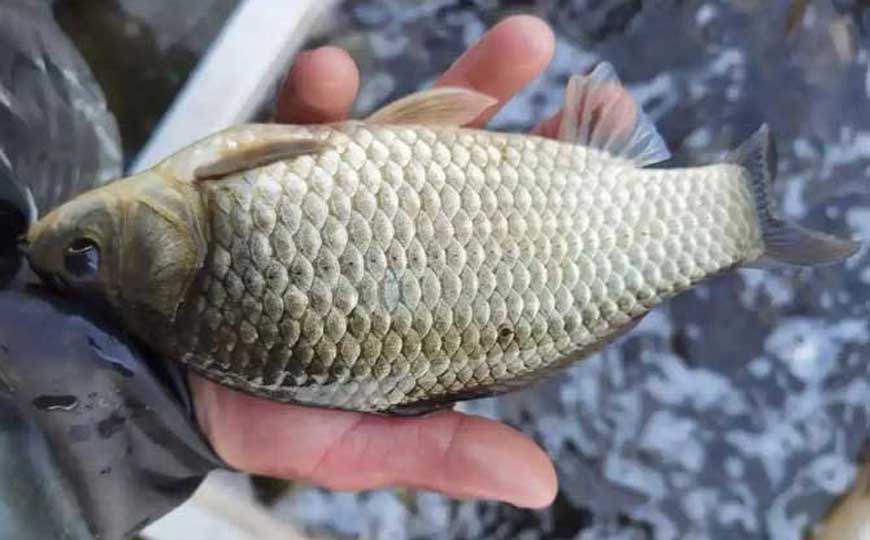 彭泽鲫