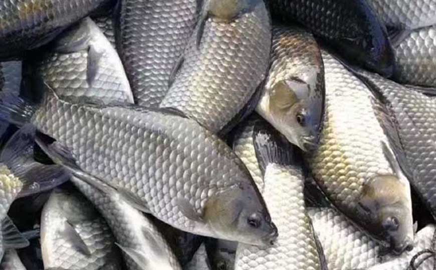 方正银鲫