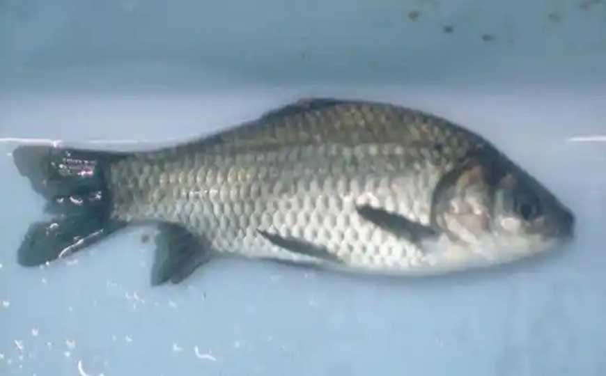 淇河鲫