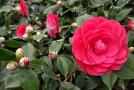茶花
