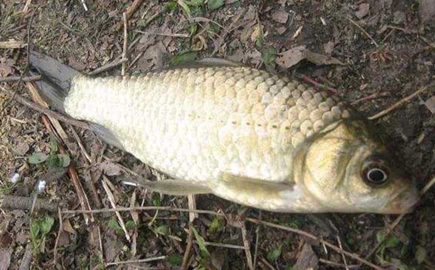 鲫鱼