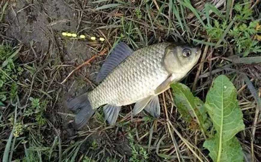 鲫鱼