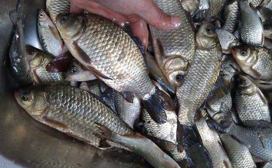 鲫鱼