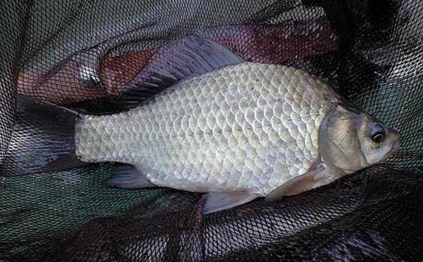 鲫鱼