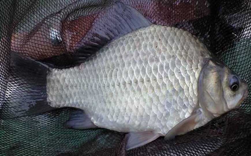 鲫鱼