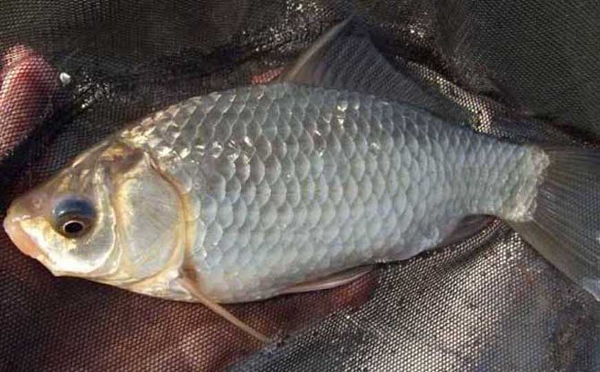 鲫鱼