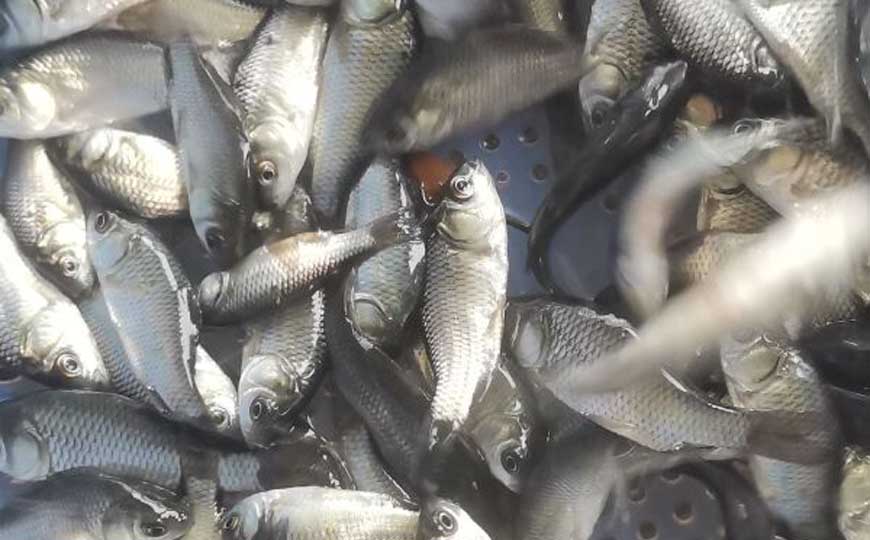 鲫鱼苗
