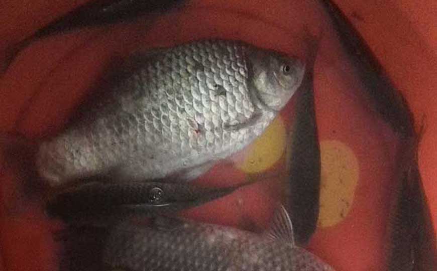 鲫鱼