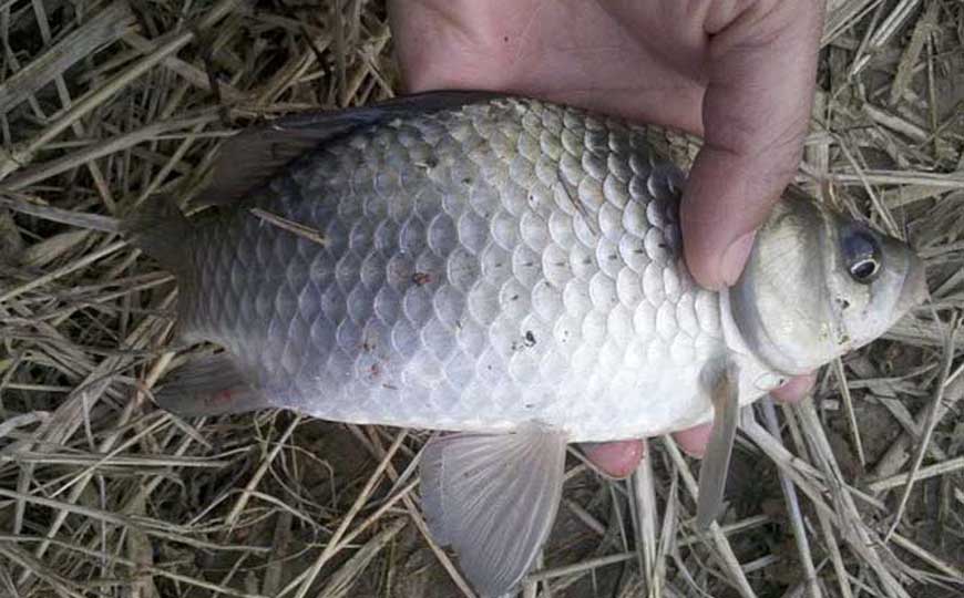 鲫鱼