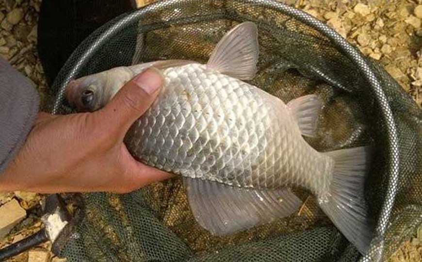 鲫鱼