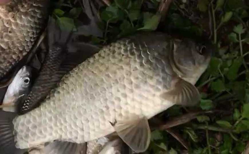 喜头鱼