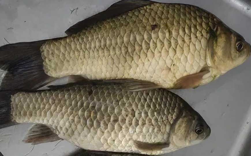 淇河鲫(双背鲫、双脊鱼‌)