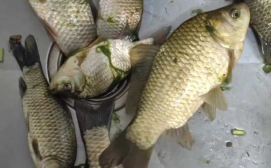 淇河鲫