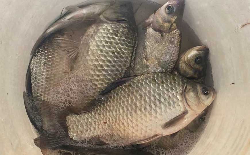 淇河鲫
