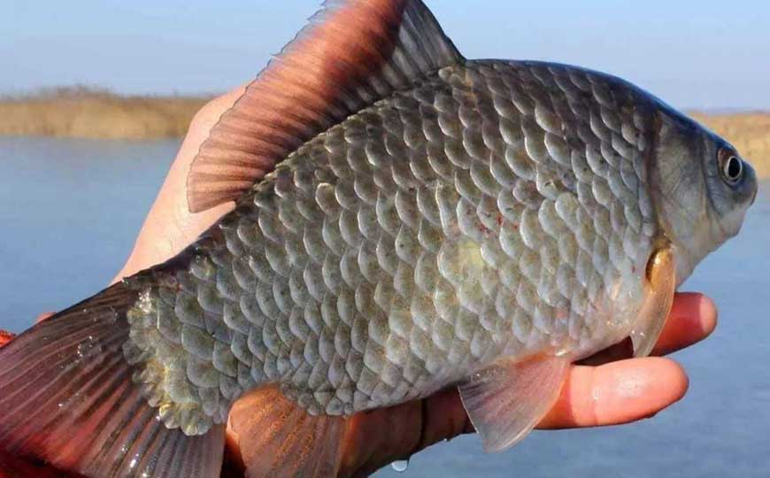 淇河鲫