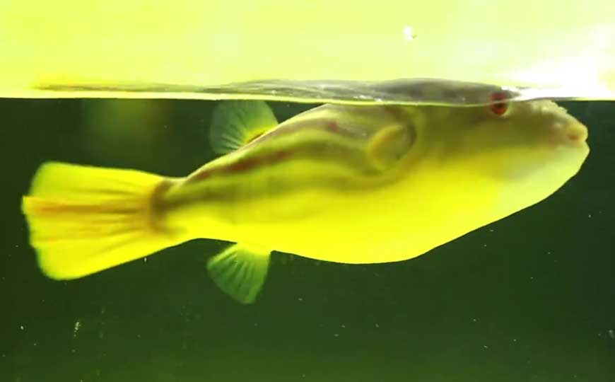 阿拉伯鲀(斑马狗头、皮球鱼)