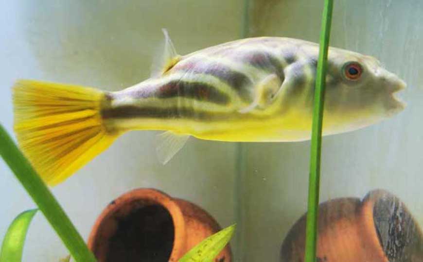 斑马狗头鱼