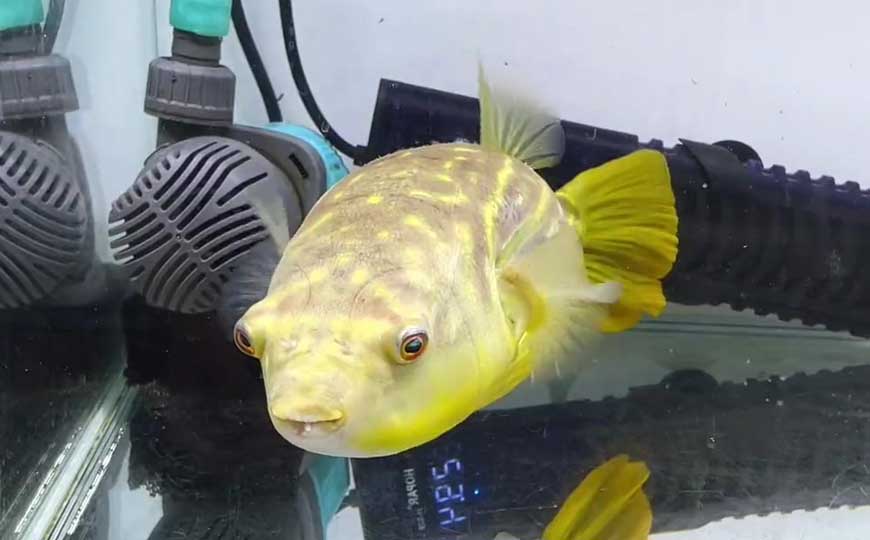 斑马狗头鱼