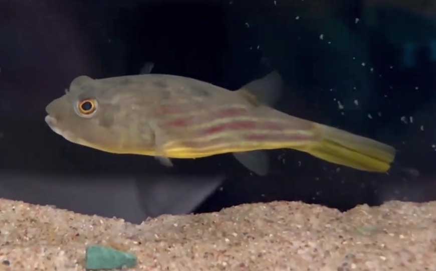 斑马狗头鱼