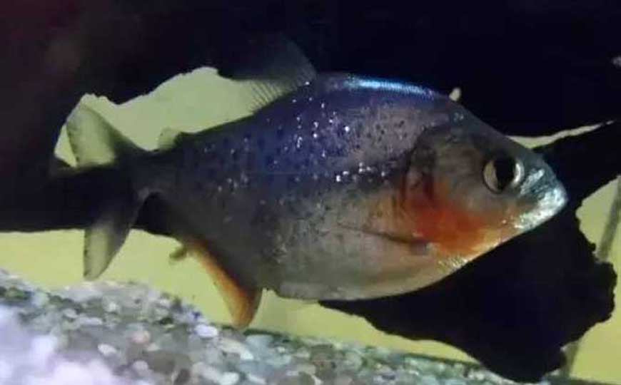鱼