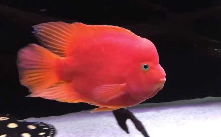 鱼