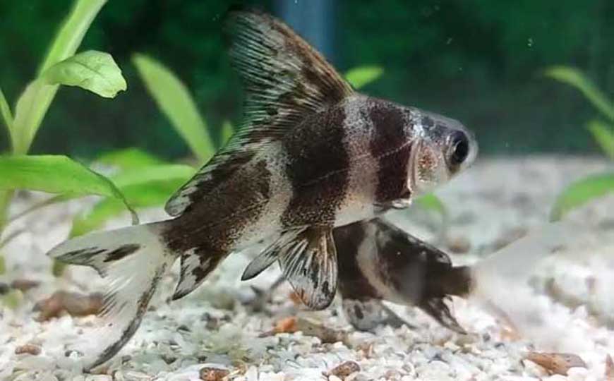 鱼