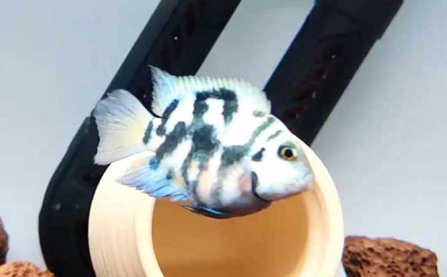 鱼