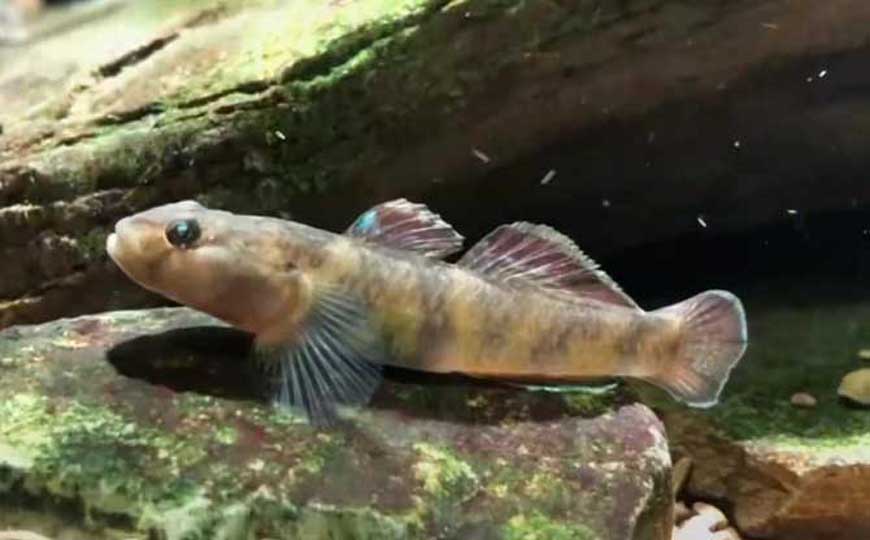 鱼