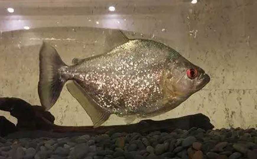 鱼