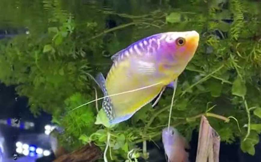 鱼