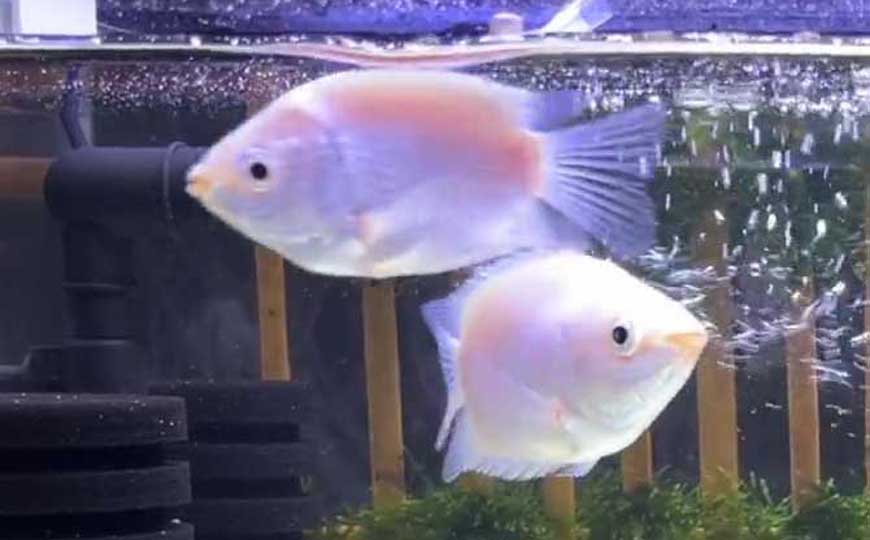 鱼