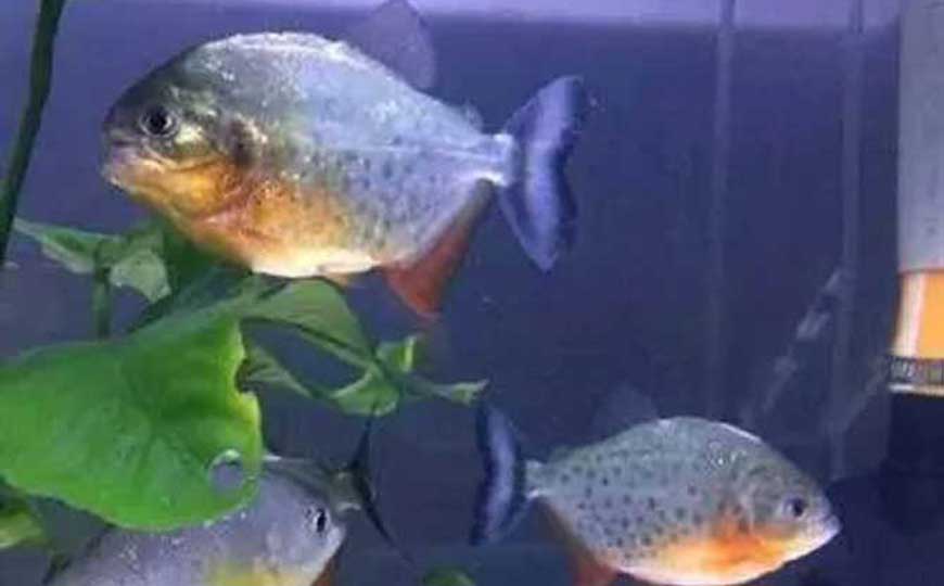 鱼